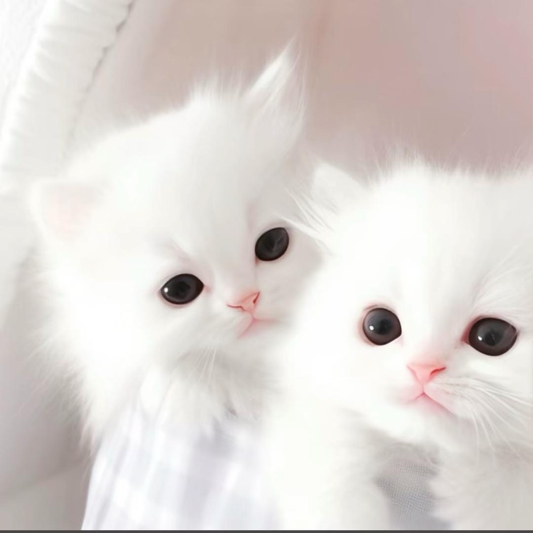 莫恩.