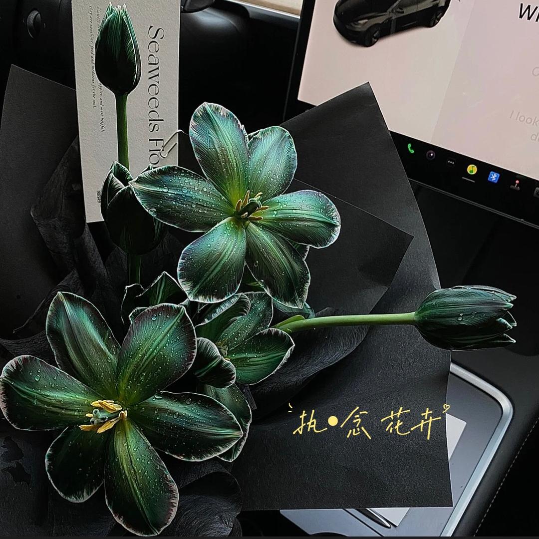 执念花卉（十三先生）