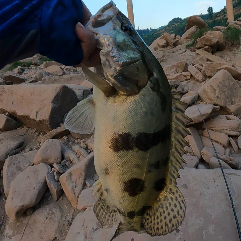 王导路亚🎣