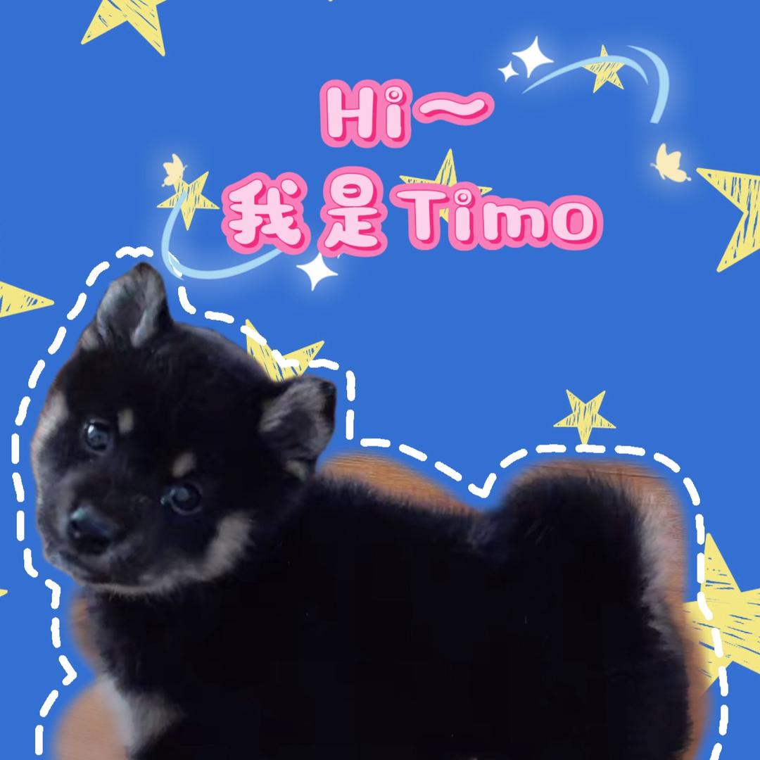 一只小Timo