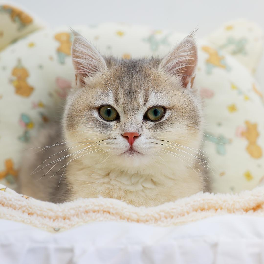 Juno