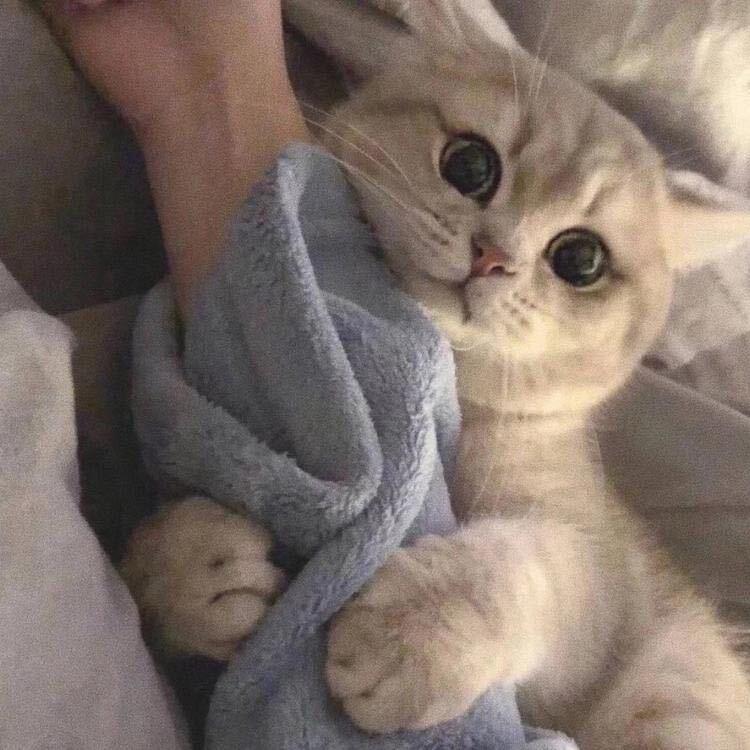 ㅤ   ㅤ   ㅤ