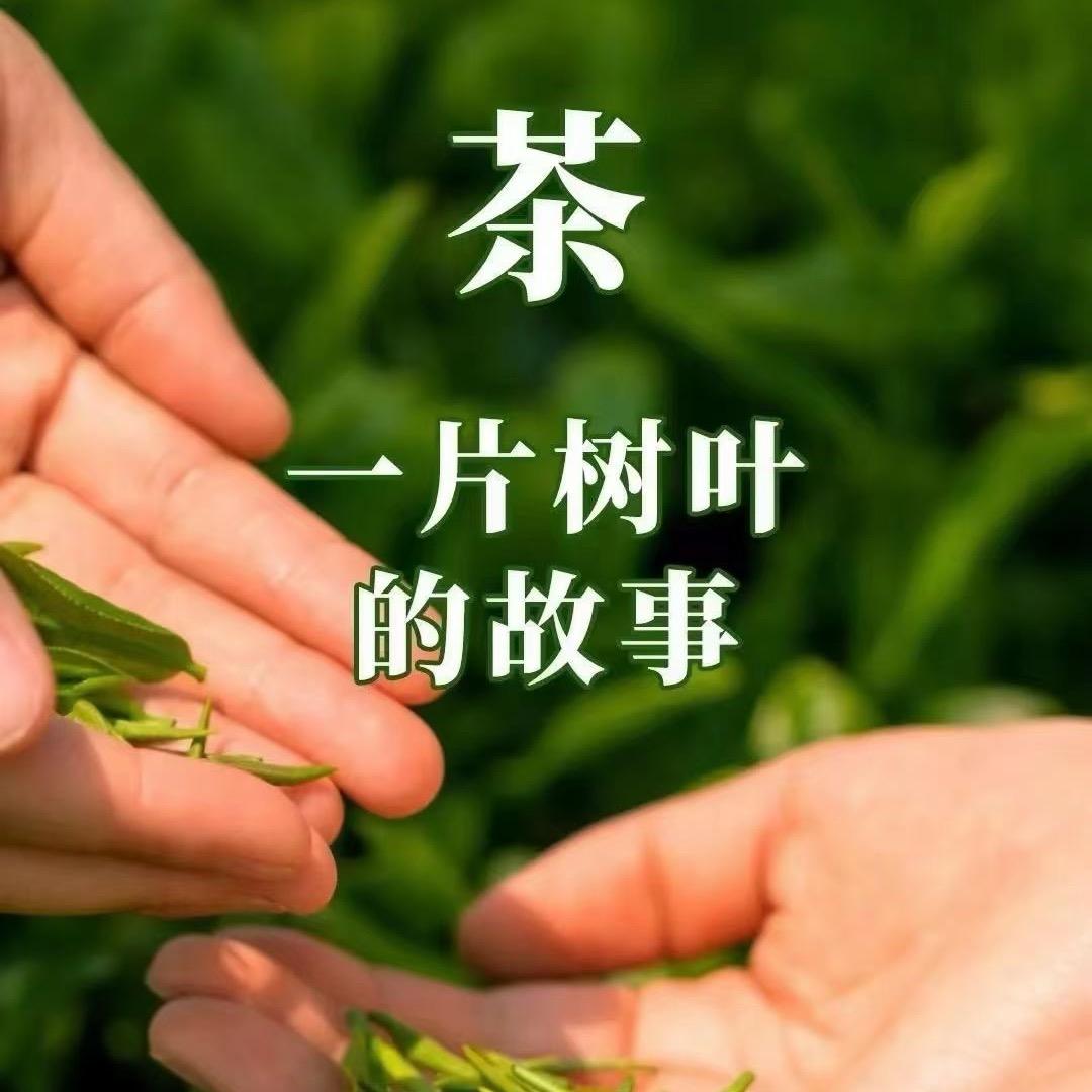 岳西县绿皖茶叶有限公司
