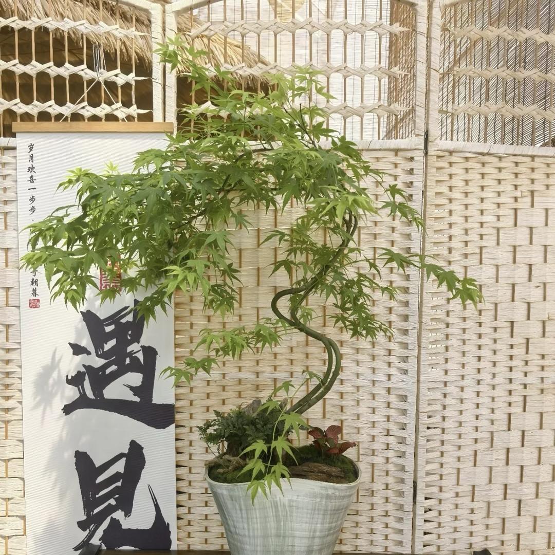 溪畔青枝精品盆景
