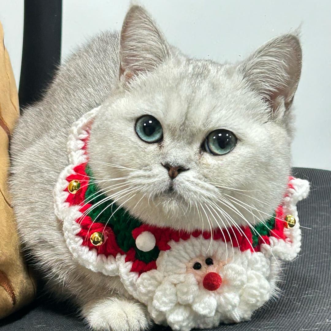 芋泥是只猫