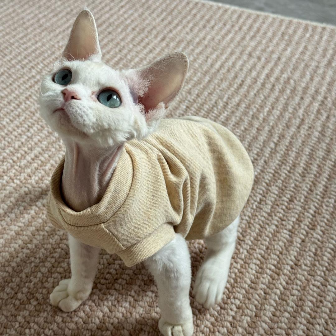 阿俊重生之—救助领养版