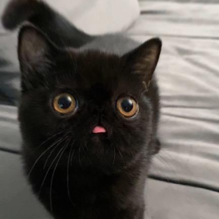 一只黑珠珠@抖音