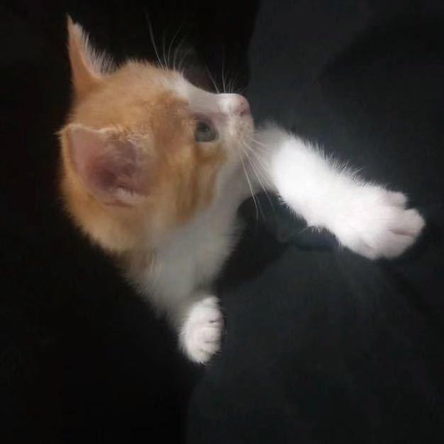 摆摆角