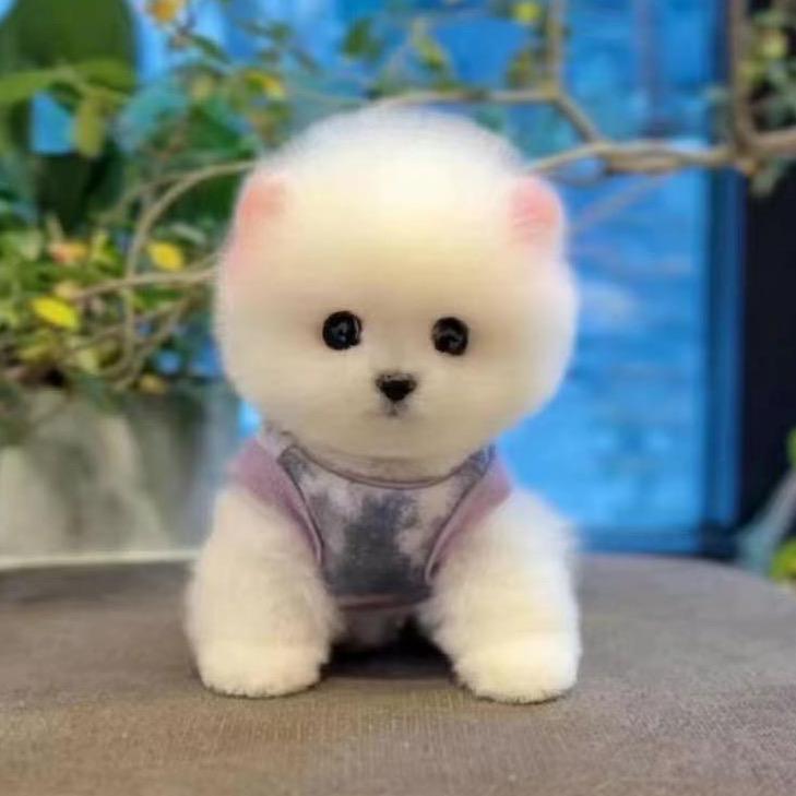 高端萌崽崽🐩