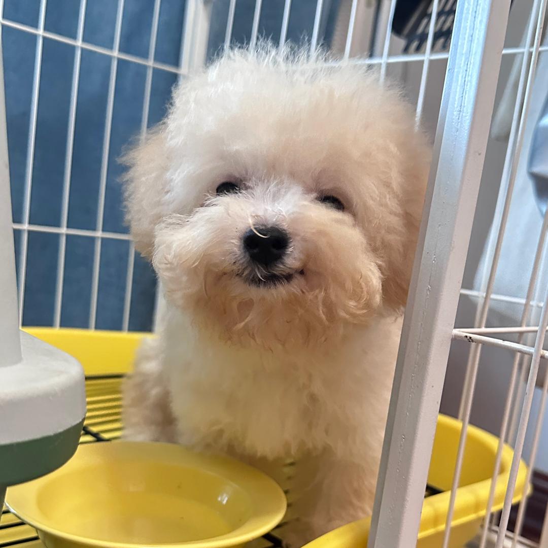 一只泰迪熊