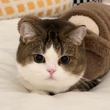 小菜猪猪