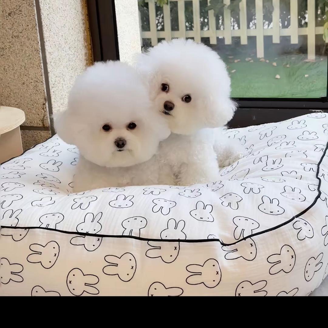 添舜家的萌宠比熊犬