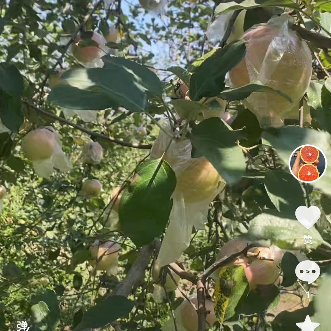 火洪农场鲜果供应