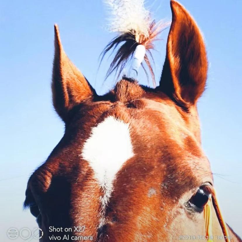 @aiblan-🫀🐴