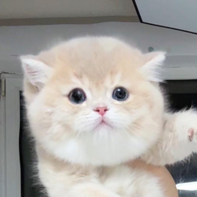 肉丝家的甜美小猫苑