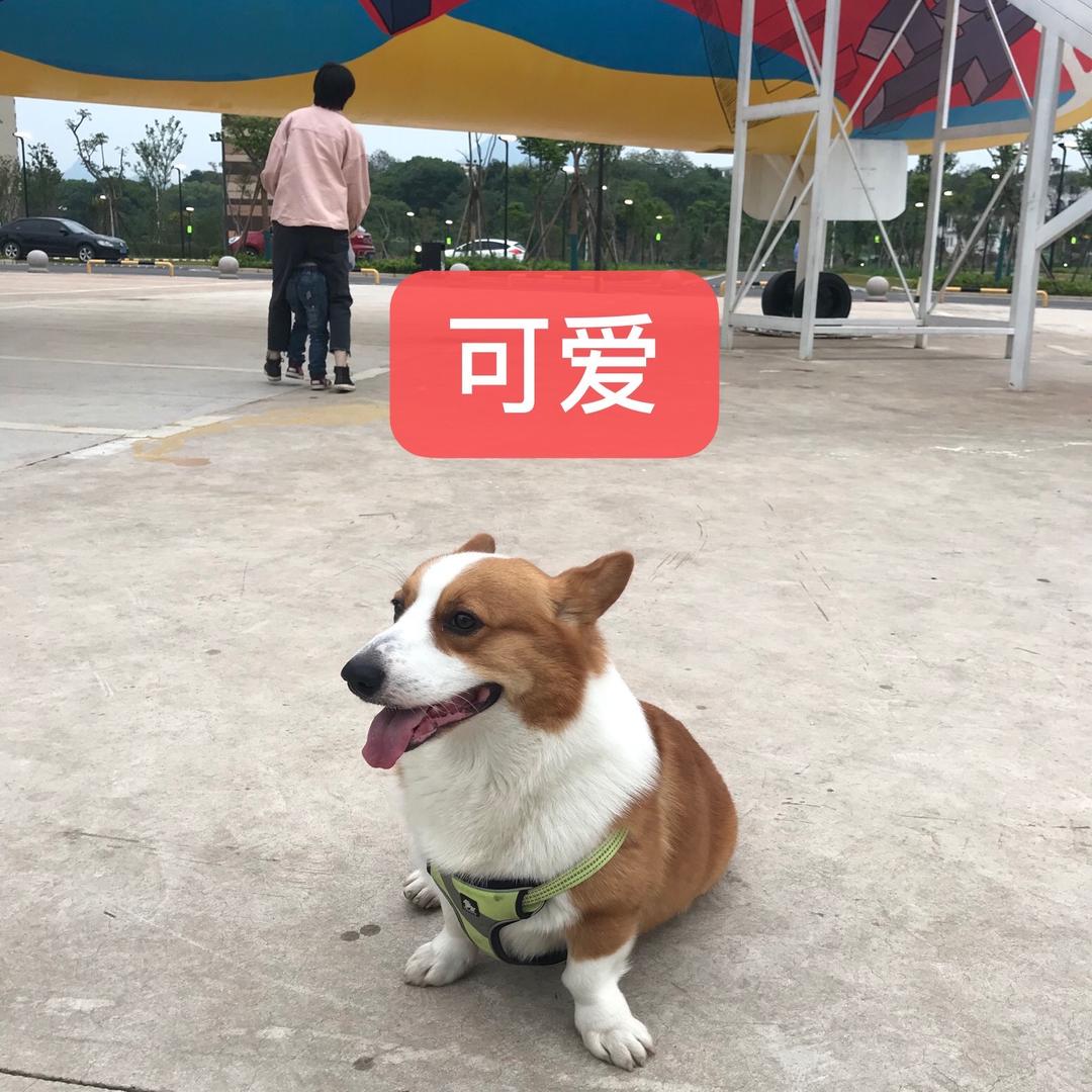 爱戴
