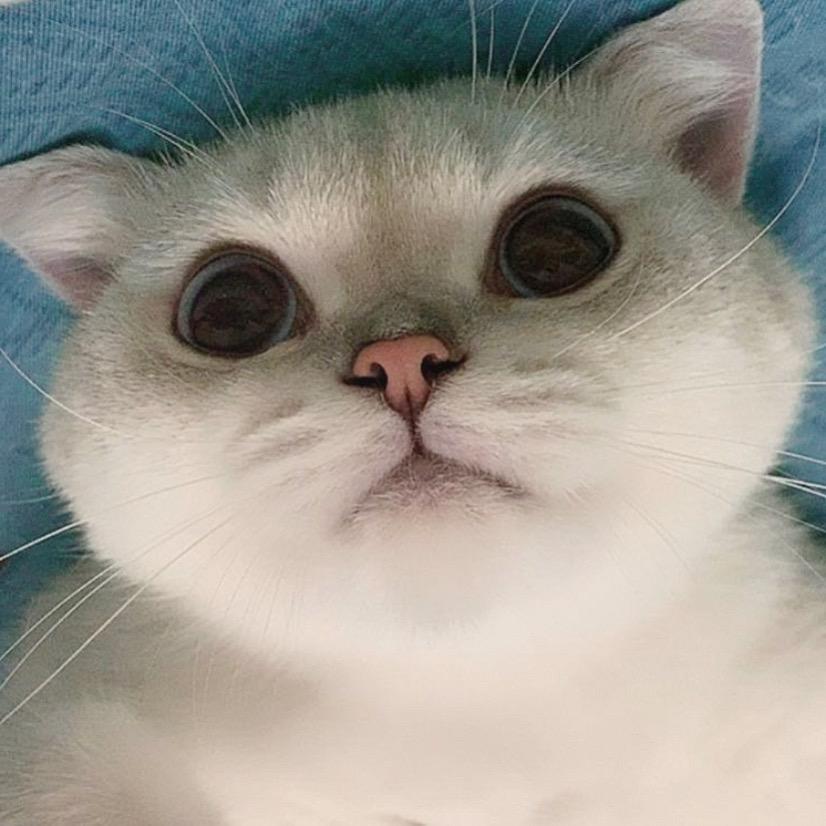 瓜子的小鱼干儿