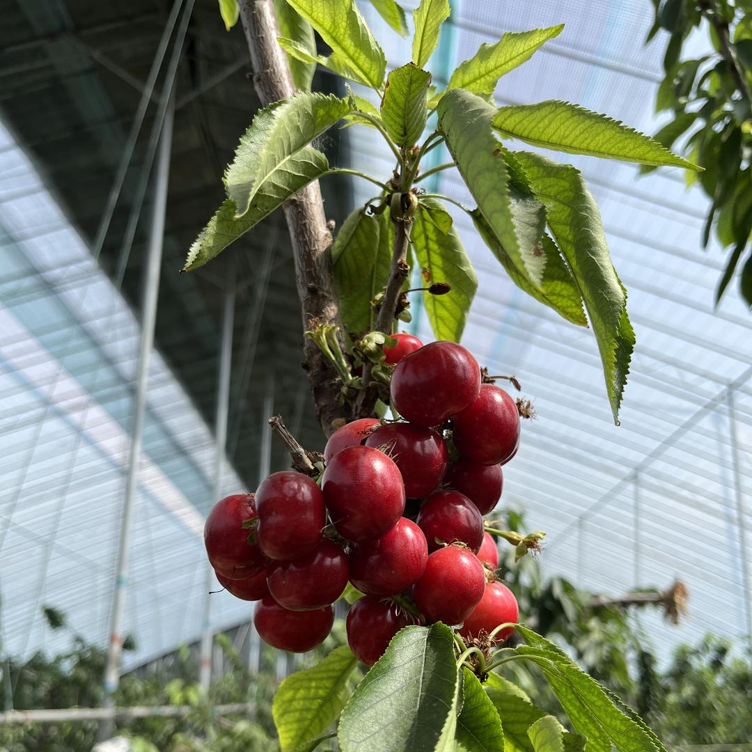 水果溯源产地直采