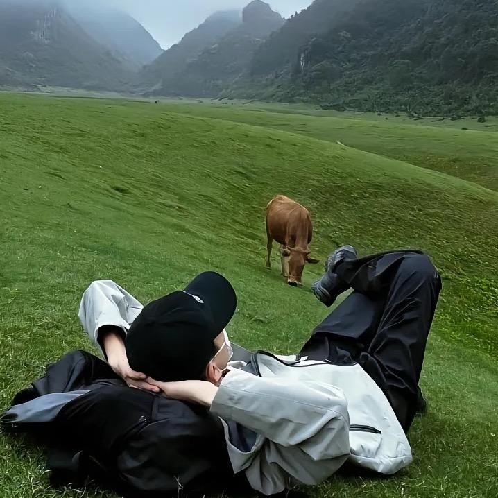 桉