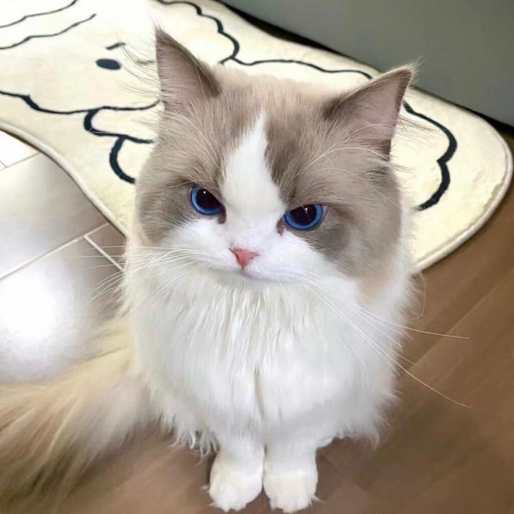 蔷薇