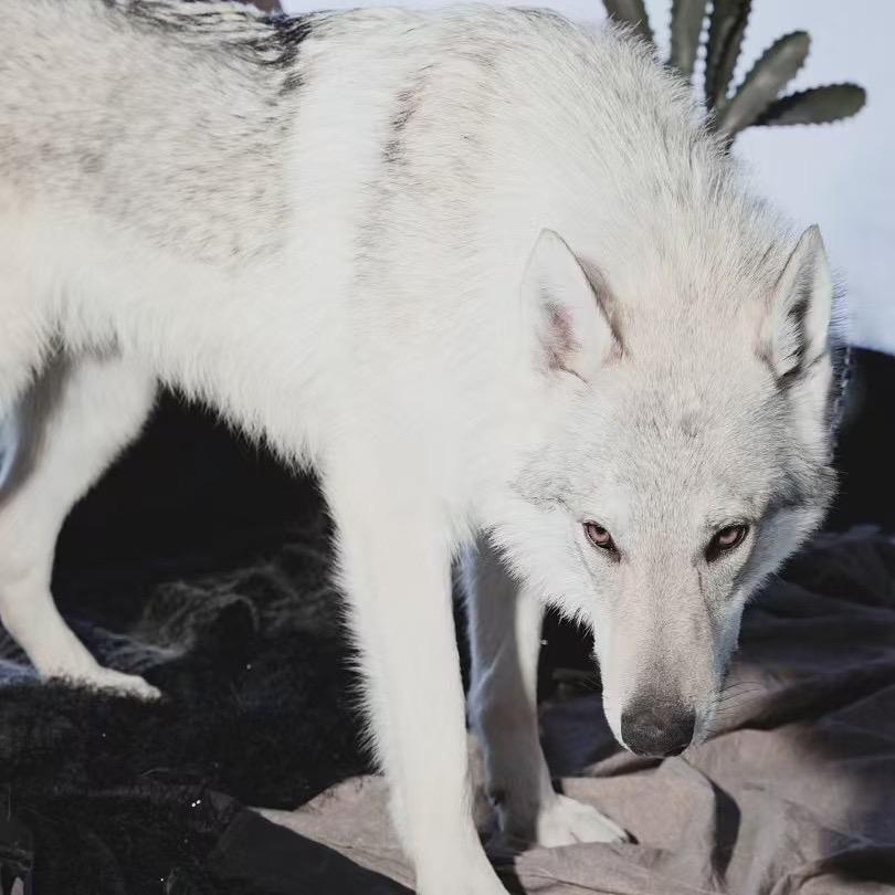 江南狼犬小院助理