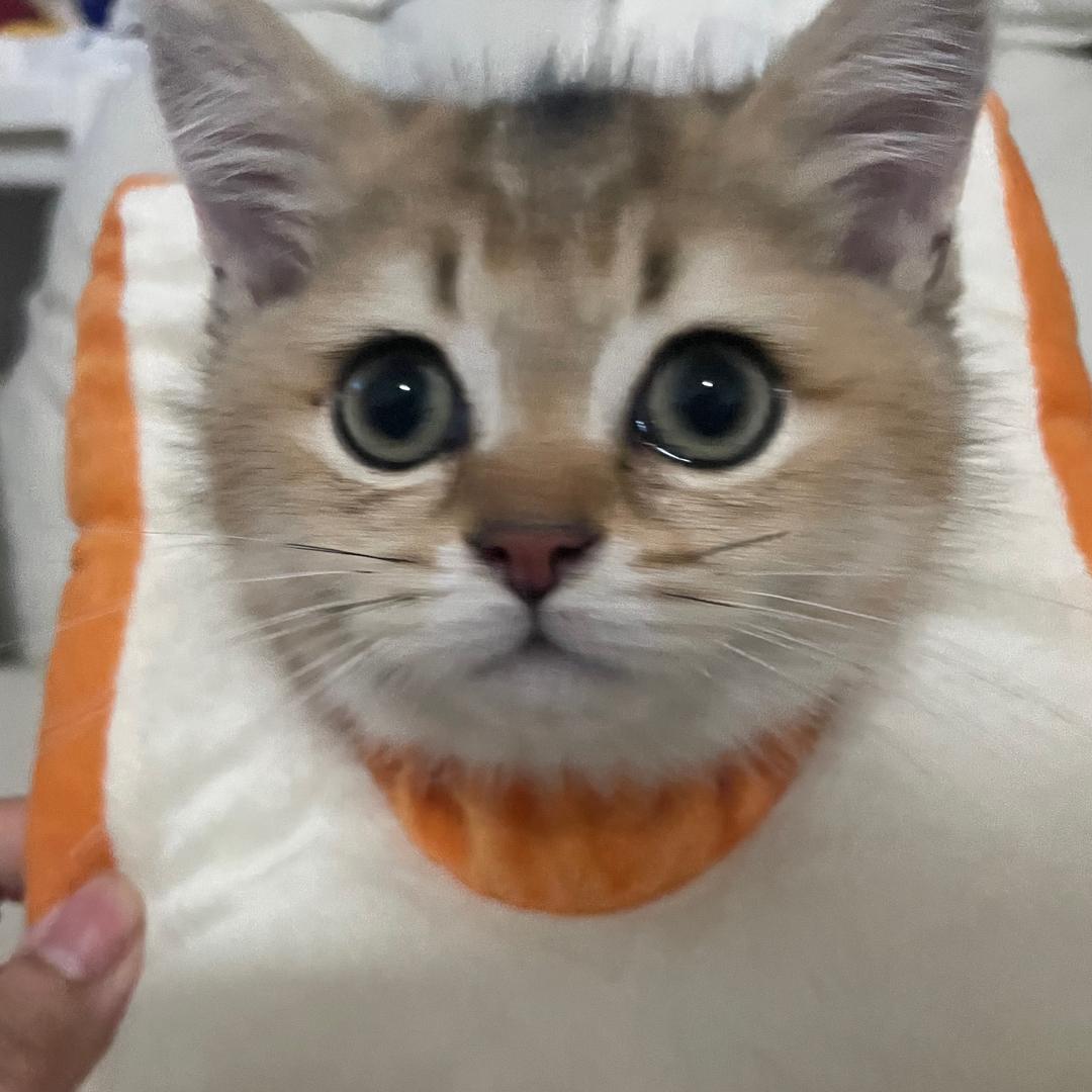 狗蛋不是狗