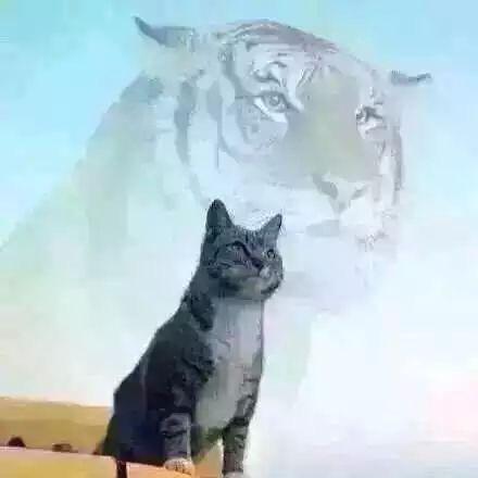 阿正频道
