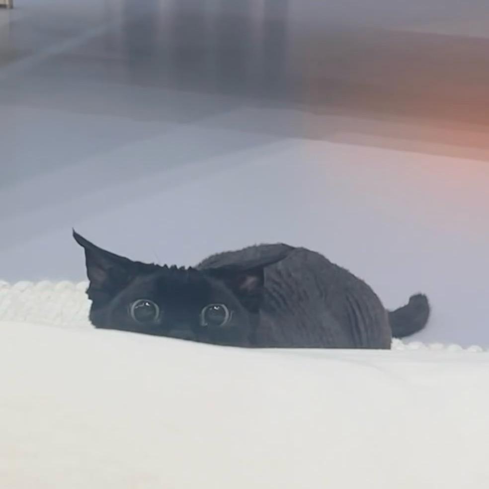 知更鸟yu
