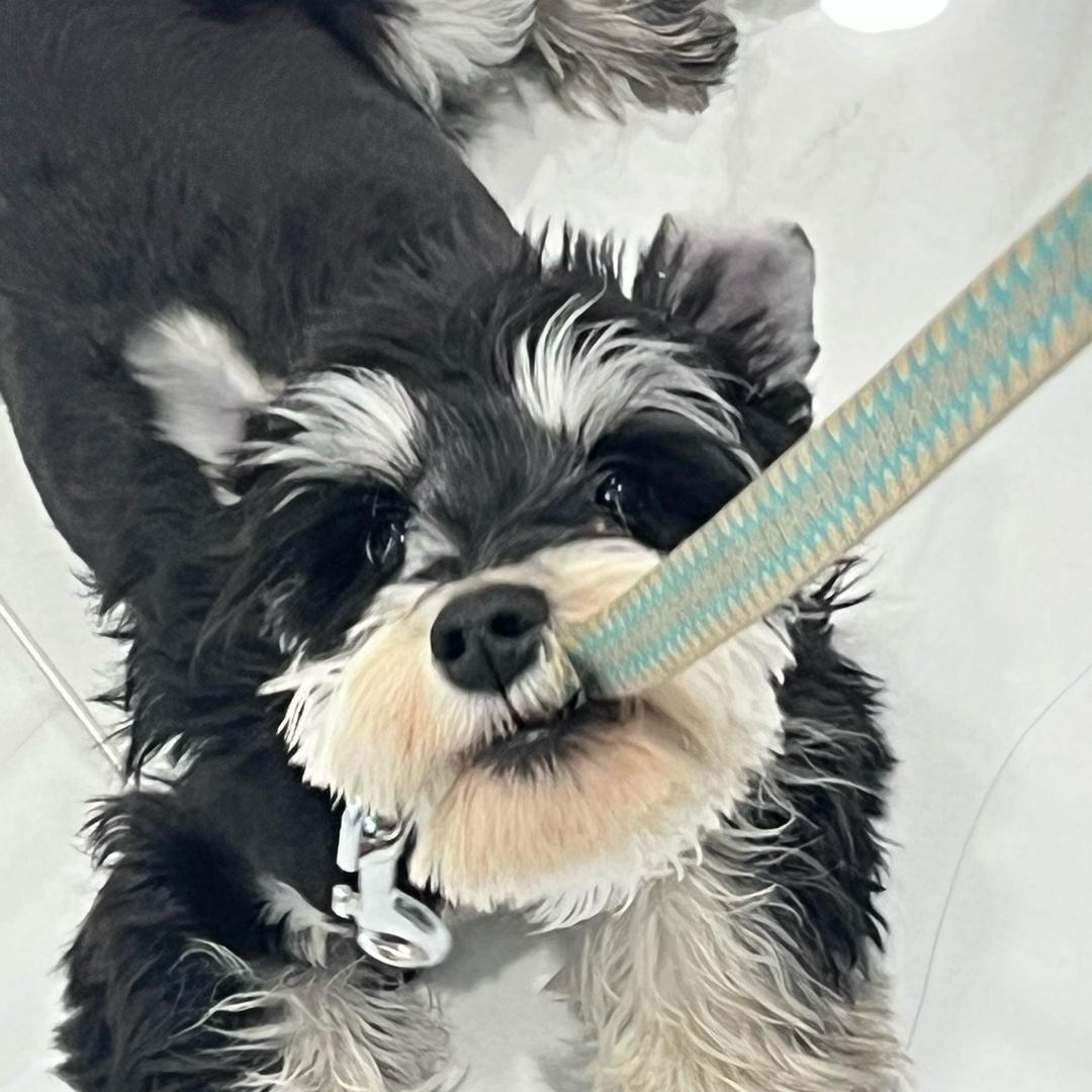 ⚜︎一只小皮皮༦