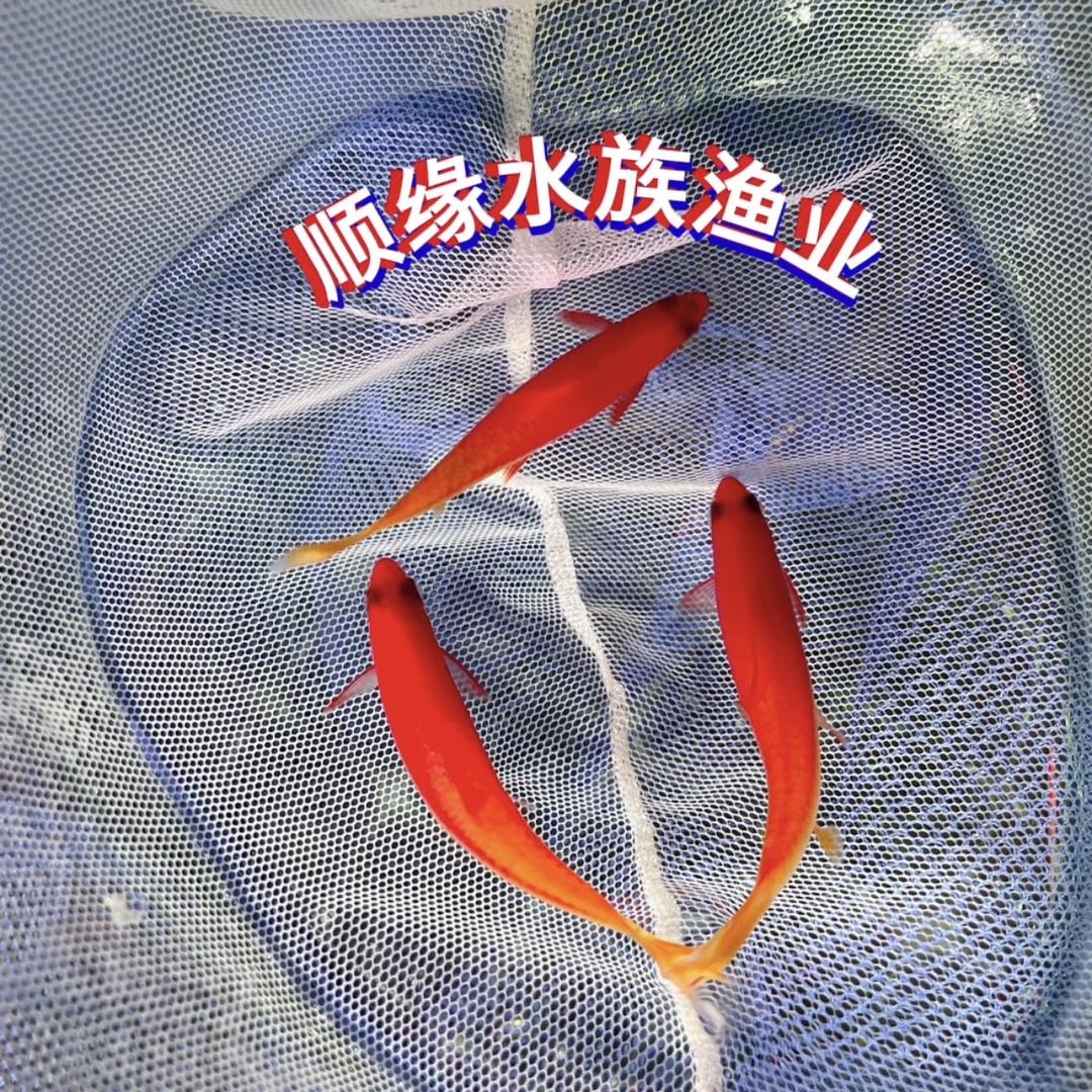 顺缘水族渔业