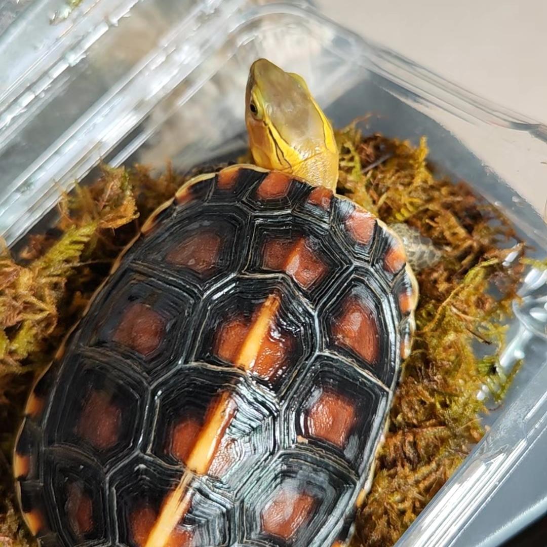 龟兄龟弟