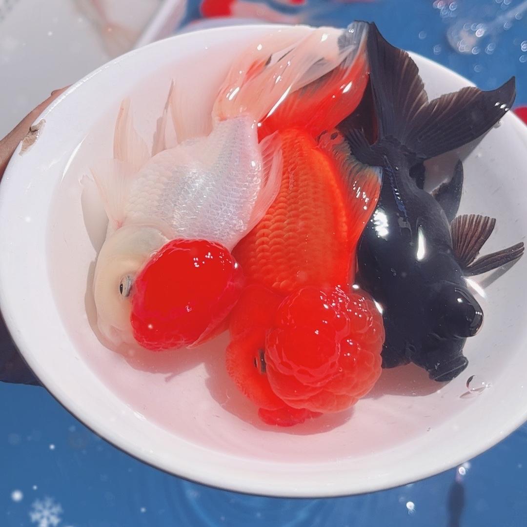 晨月米观赏鱼