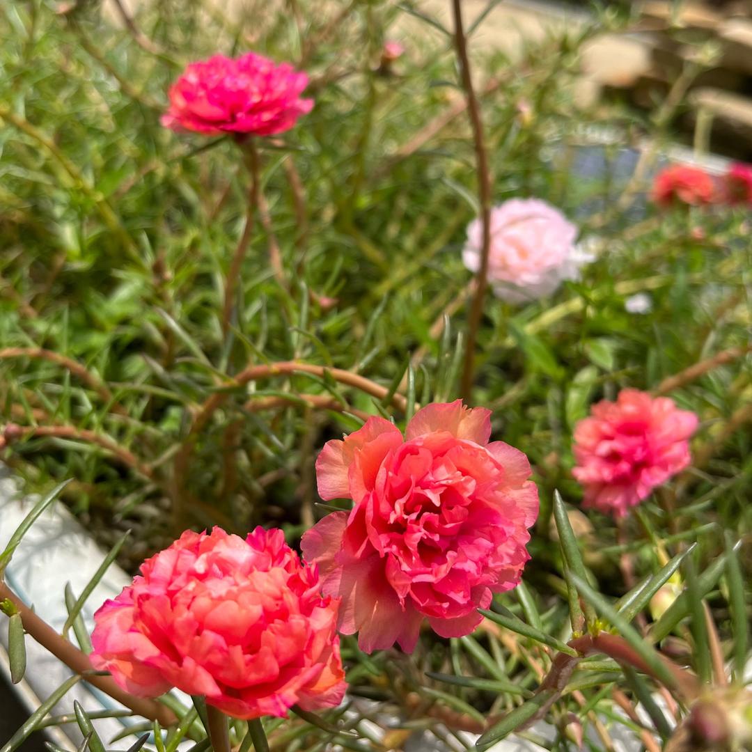 梅子🌸