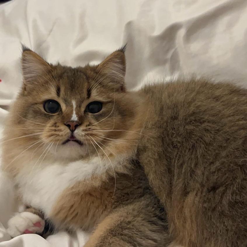 大黄面包🐈