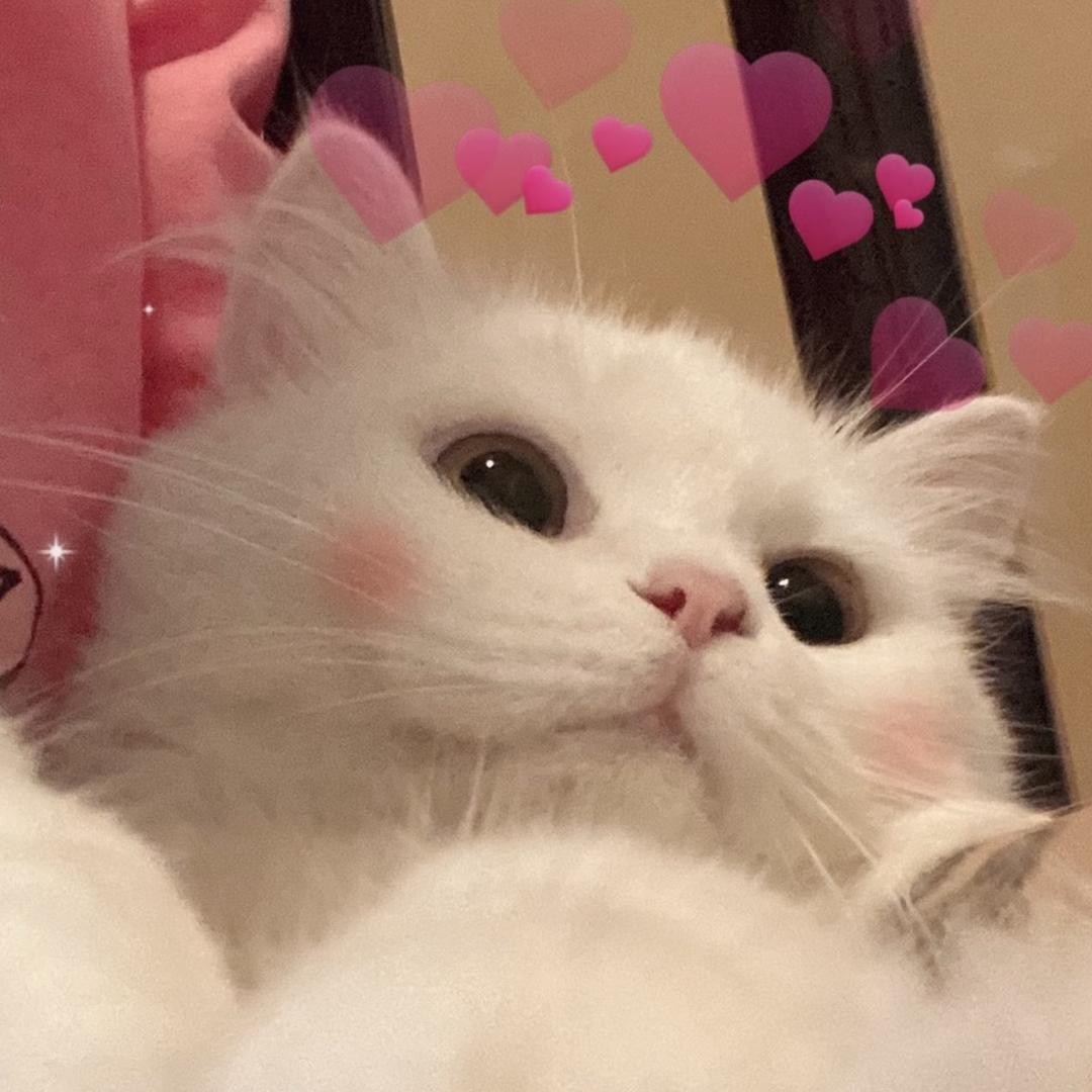 玉玉酱
