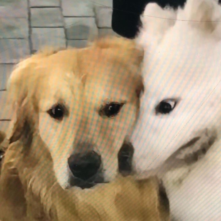 苏酥