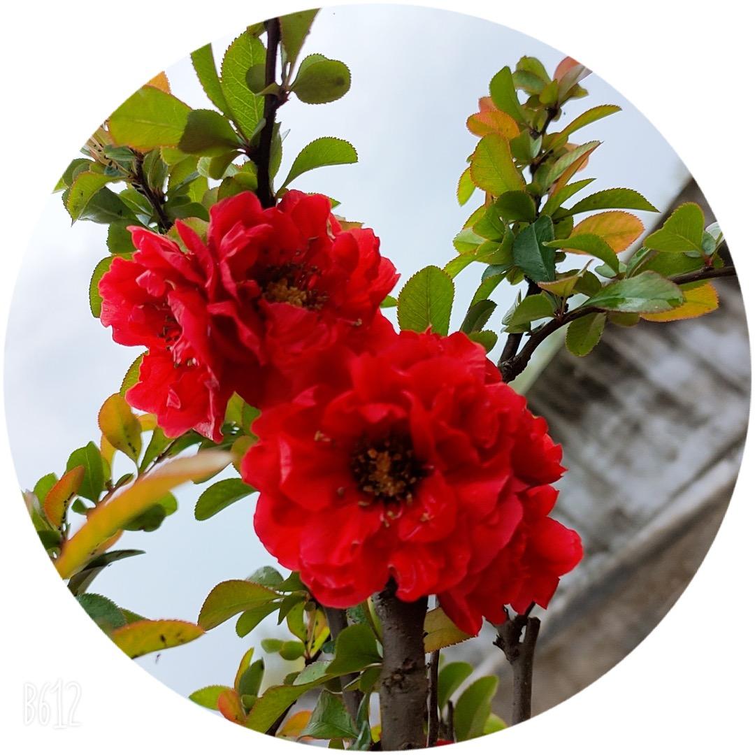 栀子花🌺开