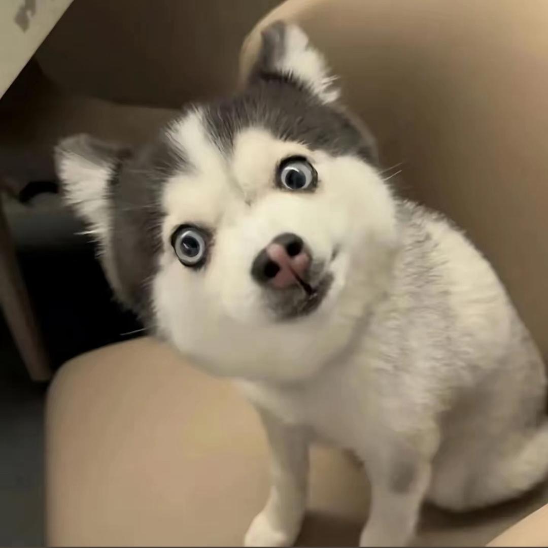 Moi