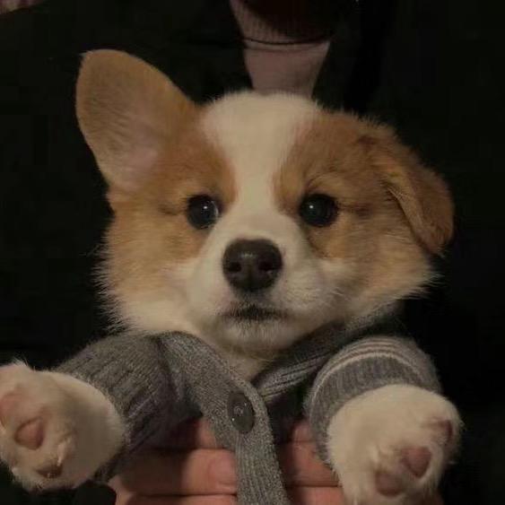 GGbone bone