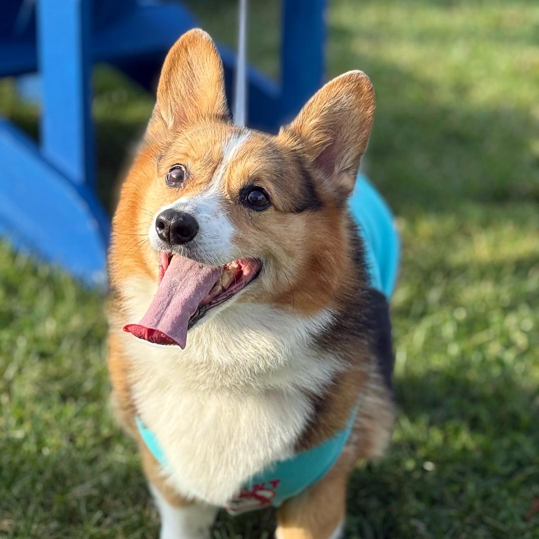 🇨🇦Berber和米粒