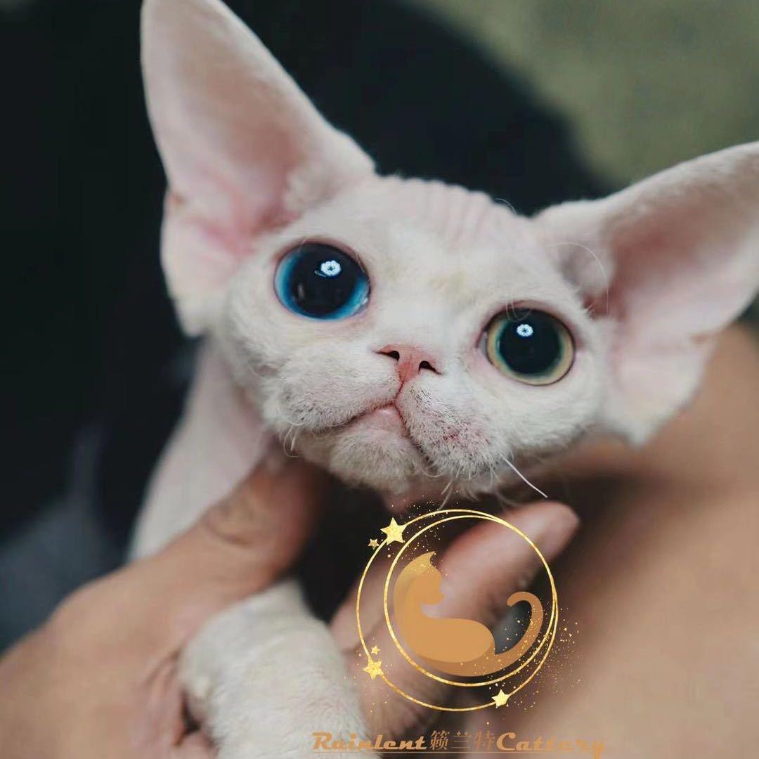 兰特德文🐈🐈🐈