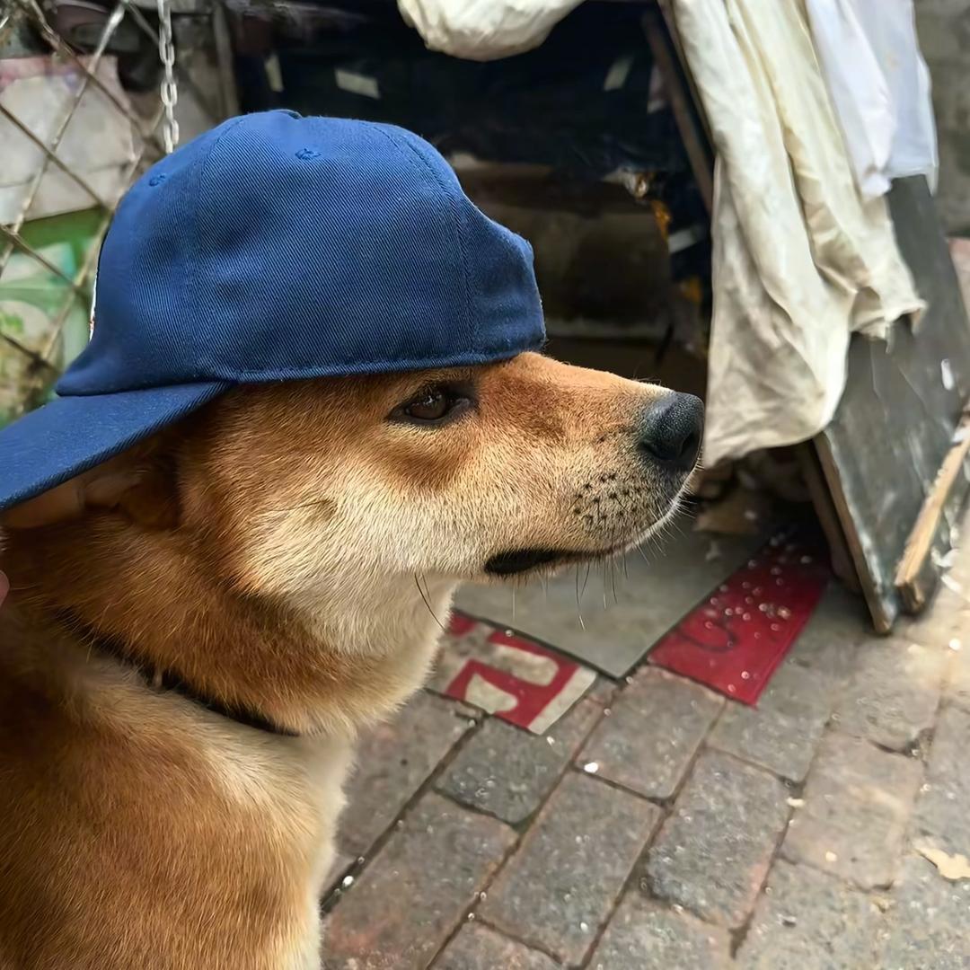 勿悲客