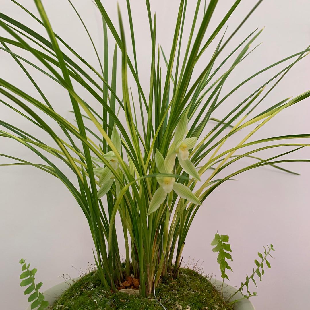 云南兰花大叔3号