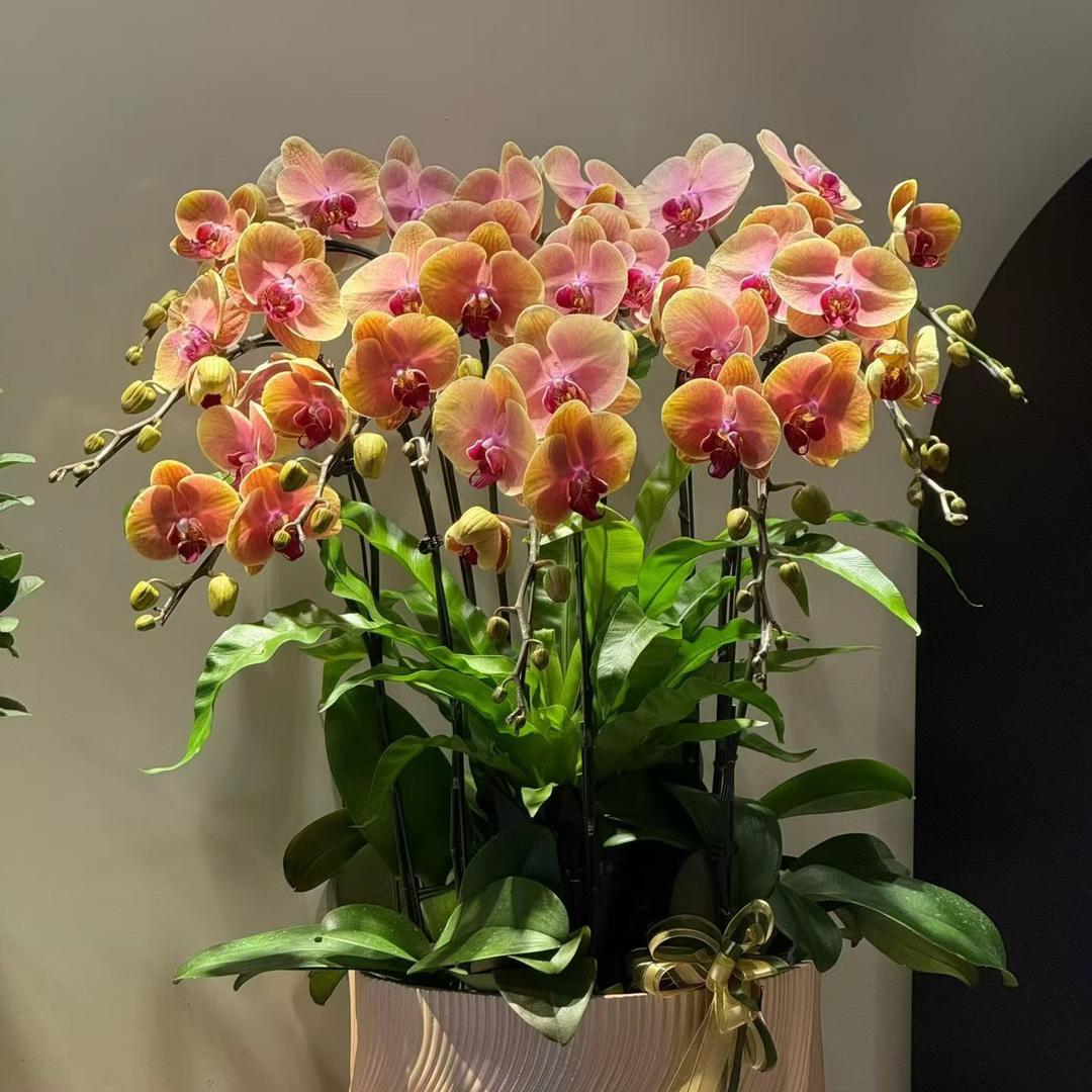 红玫瑰🌹