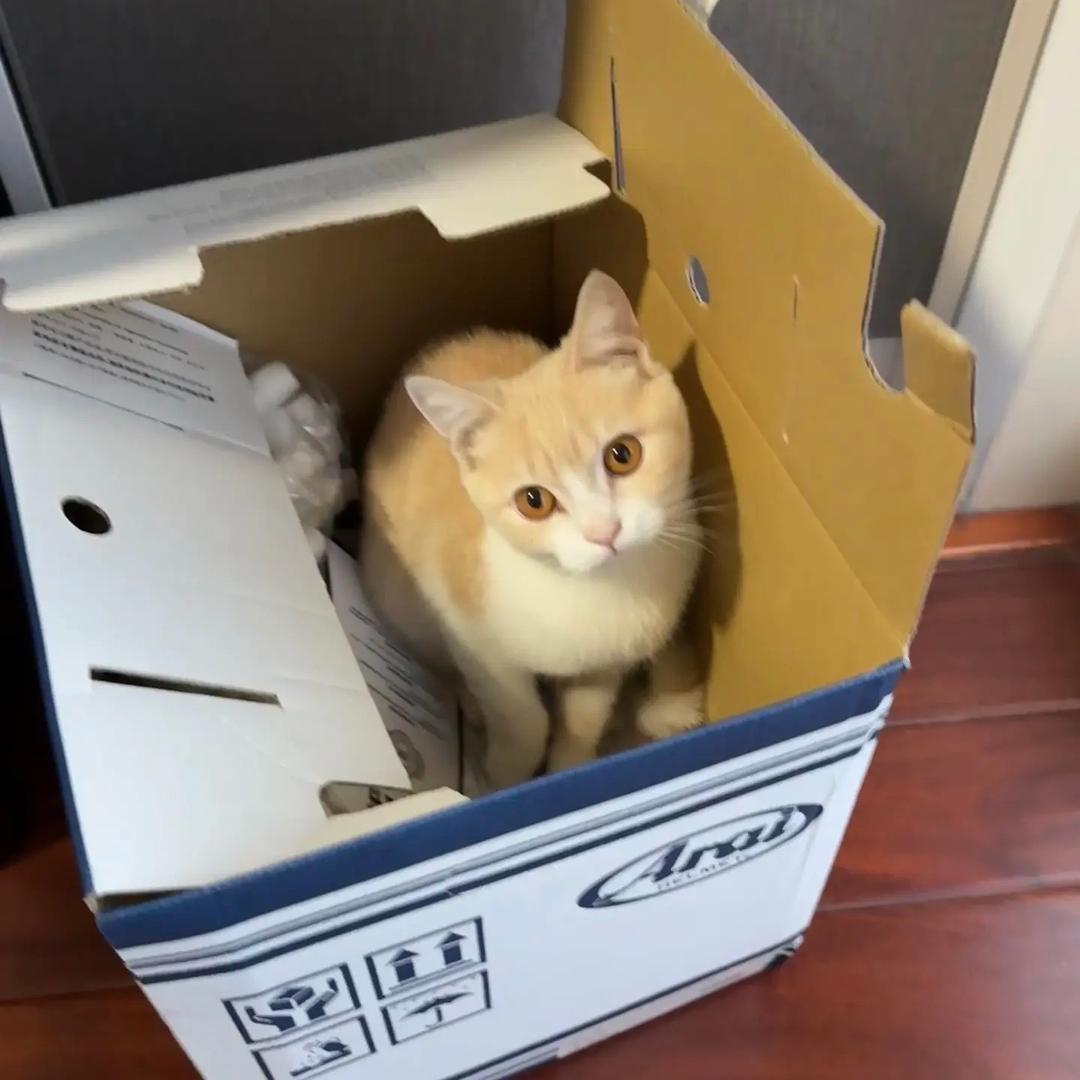 一条粉肠　　　　　　　 　　🪳