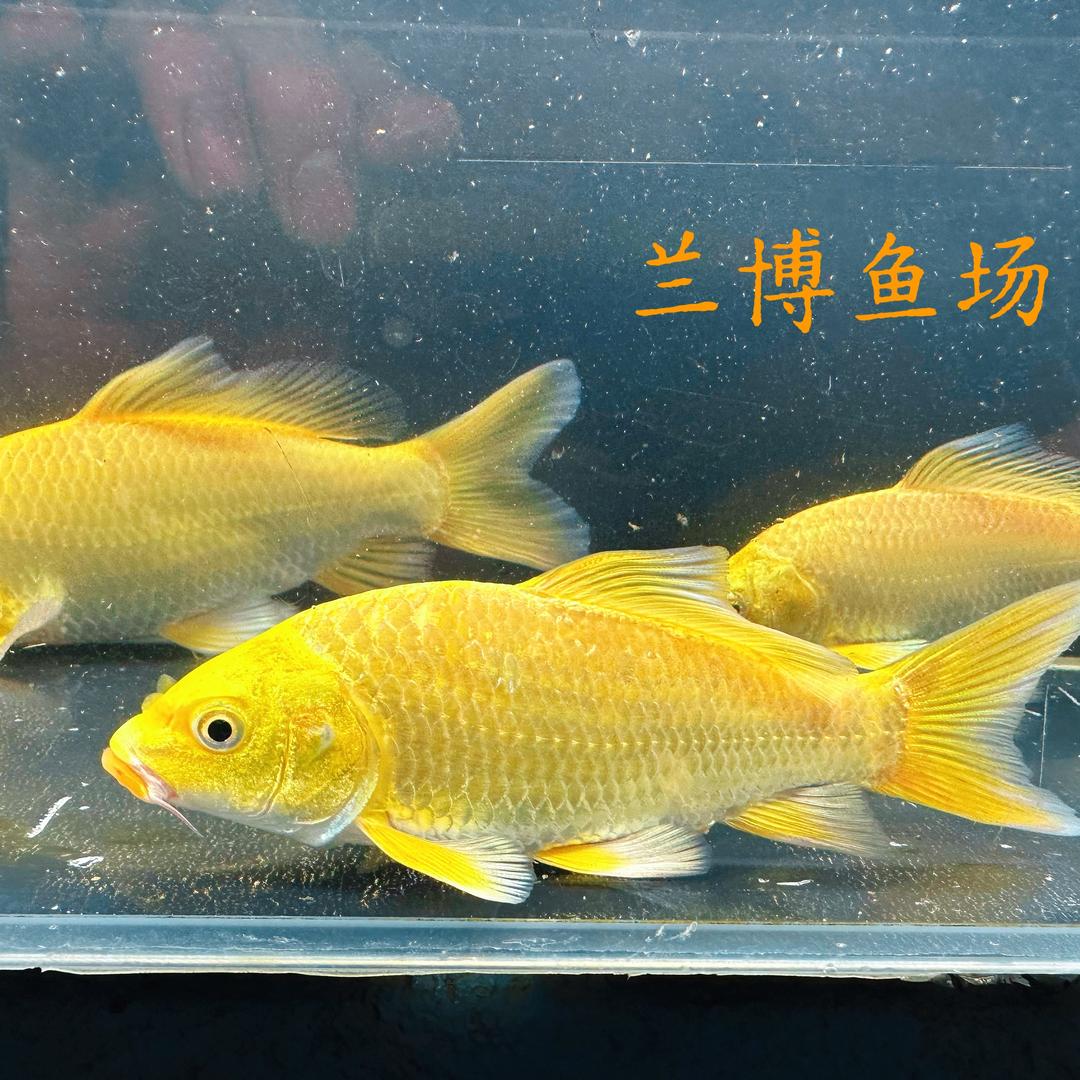兰博鱼场