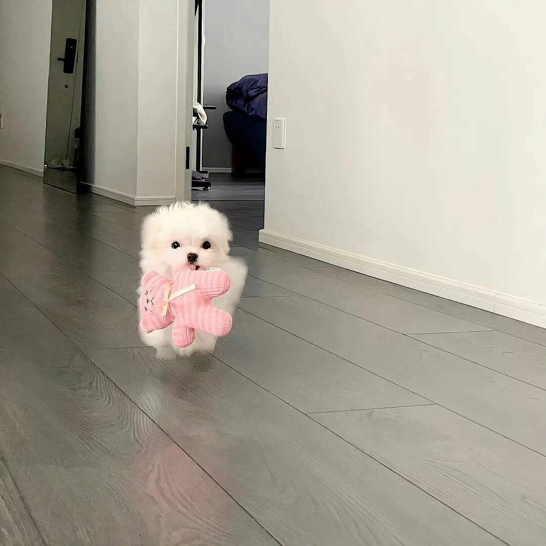 鱼鱼