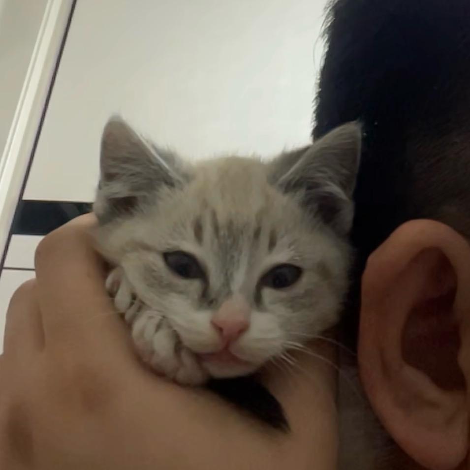 暴躁的酷