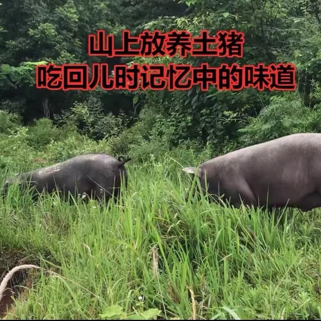 农家小胖养土猪