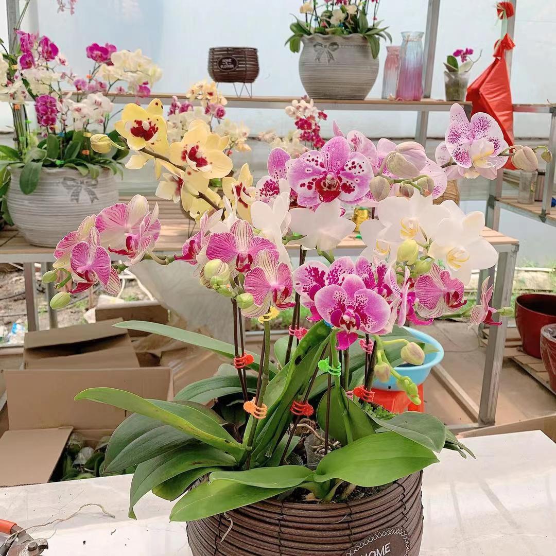 絮之林花卉园艺